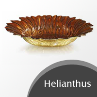 helianthus
