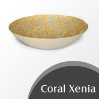 Coral-Xenia